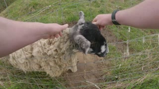 Saving a Sheep from Near Death
