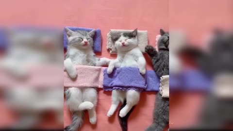 Baby Cats - 14th Collection of Cute and Funny Cat Videos | Aww Animals