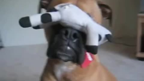 Dog Can Balance Virtually Anything On Its Nose