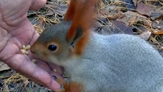 squirrel. Feeding