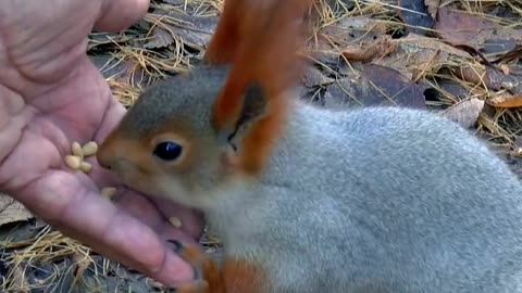 squirrel. Feeding