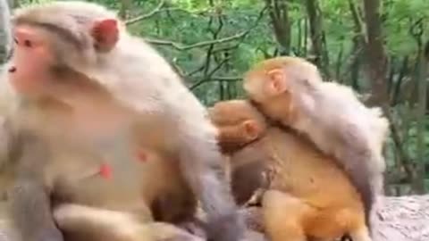 Monkey mom playing with baby funny 🐒🐒