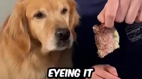 Mr Beast Feeding A Dog $1 vs $10,000 Steak