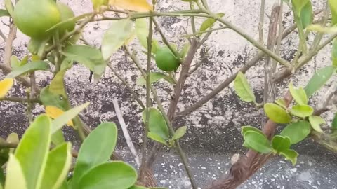 How To Grow Lemon plant | All Explain Why Lemon Leaves Yellow | Lemon Plant