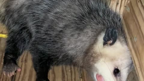 Pup Takes Pop-Tart From Opossum