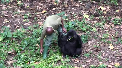 Senkwekwe Center, Rumangabo, Virunga National Park, DR Congo.