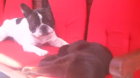 French Bulldog has issues with relaxing cat