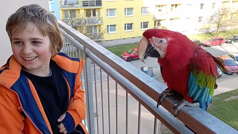 Parrot with baby