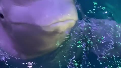 Who Knew Belugas Love Ice This Much 🐬