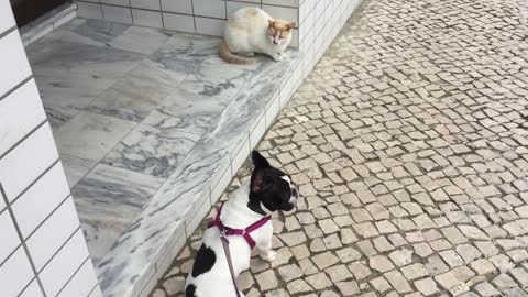 OMG!!! Fearless cat and Frenchie meet for the first time...