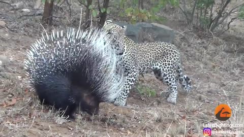 Silly leopard taking on porcupine at high speed will make your day!