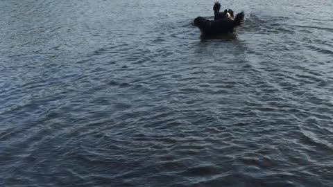 Young Scared Dog Skips Across Water