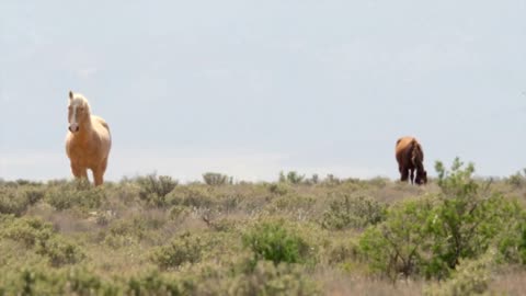 Wild Horses In The West Utah Desert