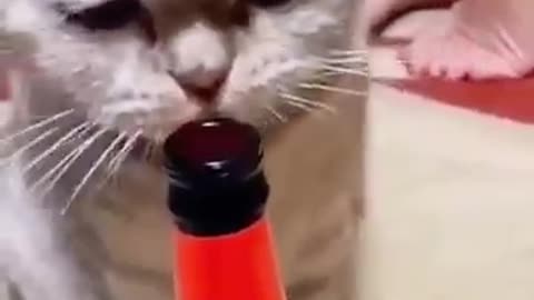Funny cats won't let you down.. Don't stop laughing