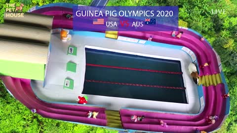 Guinea Pig Olympics - Funny Cat And American Guinea Pigs swimming ever