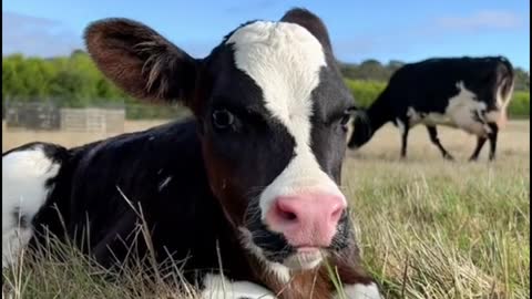 I like the eyelashes on this calf. They're beautiful