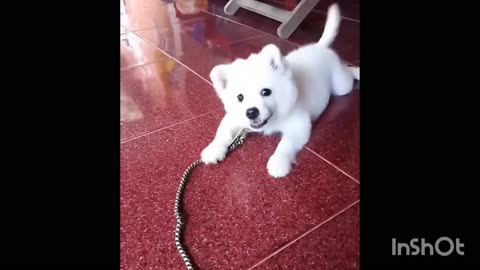 Cute baby dog.