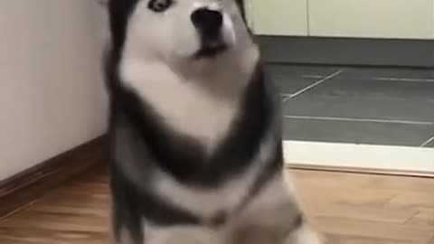 Dog dancing, begging to go out ver2