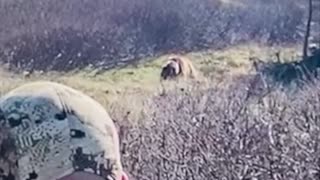 BOWHunting Giant Grizzly In Alaska