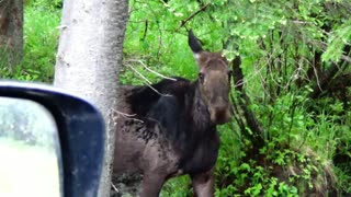 Thirsty Moose