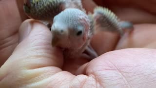 Baby parakeet 10 days old, eyes open