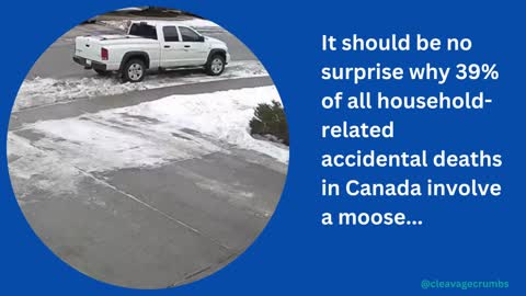 Moose are to BLAME...