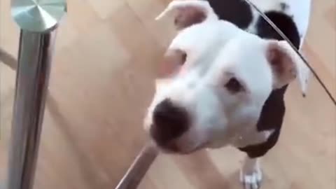 Get ready for LAUGHING SUPER HARD - Best FUNNY DOG