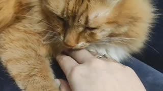 wife plays with our cat
