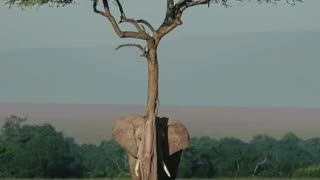 Elephants hiding in trees?