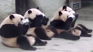 The fat giant panda is so cute