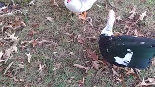 "Muscovy Ducks" morning visit.