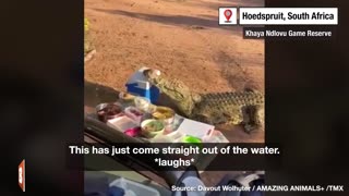 "NOT VERY GENTLEMANLY BEHAVIOR!" — Croc Steals South African's Cooler from Picnic
