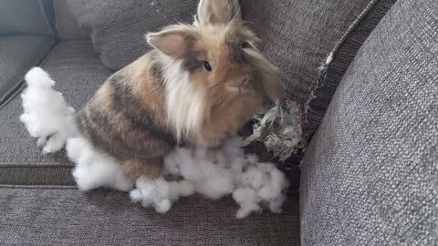 Bad Bunny Ruins Couch Cushion
