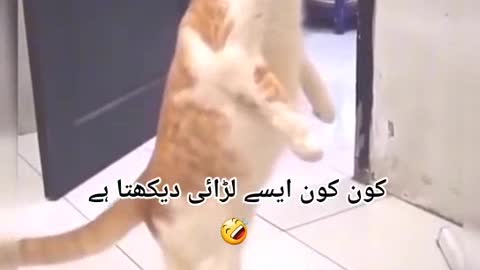 Very funny cat 😸