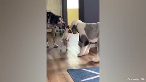 Funny Dogs🐶 and cat enjoying moment videoeo