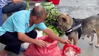 DOG GOES TO THE MARKET