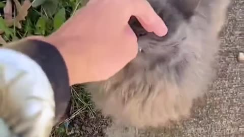 When a cat wants pets, there is nothing you can do to stop them.