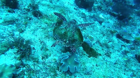 Nice video of a turtle swimming