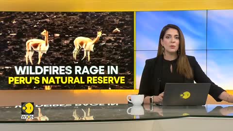 WION Climate Tracker | Peru: Wildfire kills at least 36 Vicunas