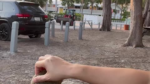 I made friends with a wild squirrel 🐿️ in Manatee Beach Bradenton Fl