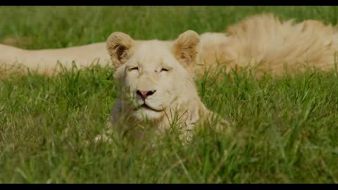 Close Up of Lioness Laying Down Near Lion and Grass Swaying in the Wind