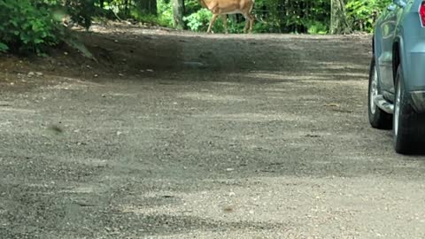 A mother deer and her two babies