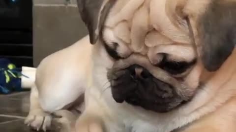 Curious pug has mind blown by apple slice