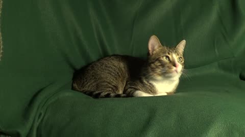 Sweet Little Cat Loaf