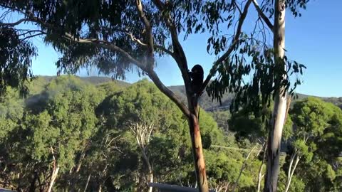 Cooling Down a Koala