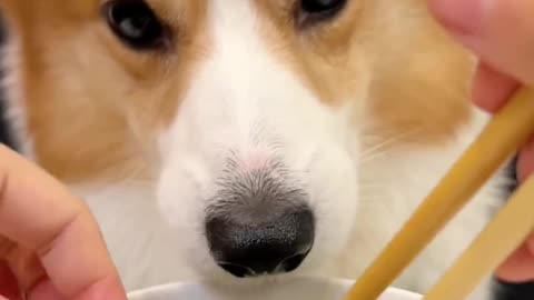 Corgi is the cutest dog eating 1 (11)