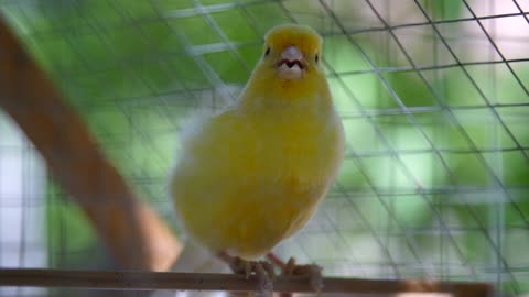 Un beau canari dans une cage