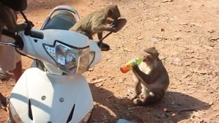 Monkeys take over man's bike