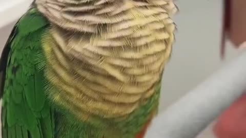 The parrot looked like he was enjoying himself