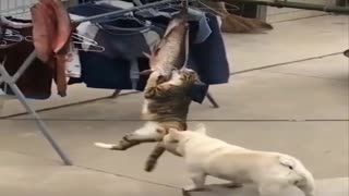 The dog tries to catch the cat, and the cat does not give up